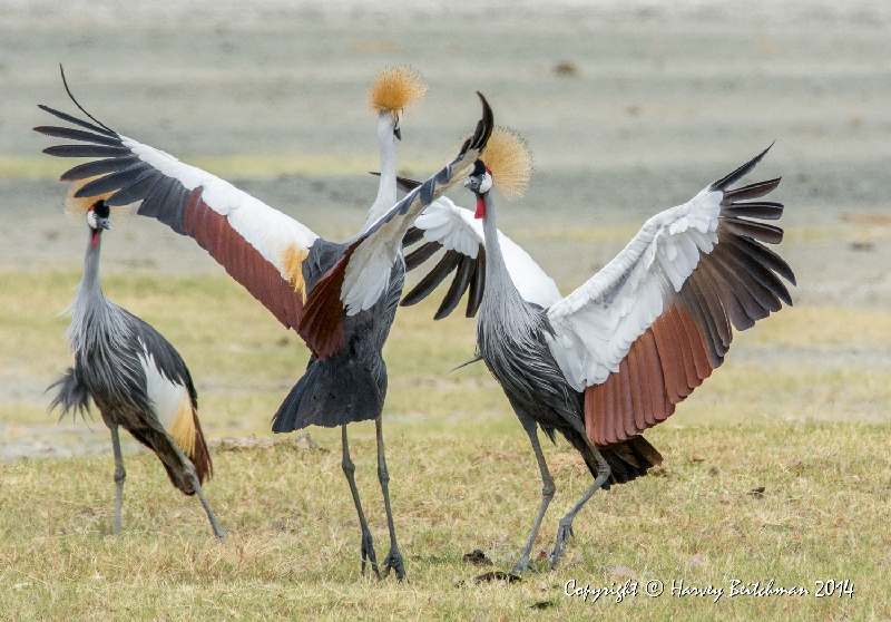 Grey Crowned Crane_HBB4134.jpg